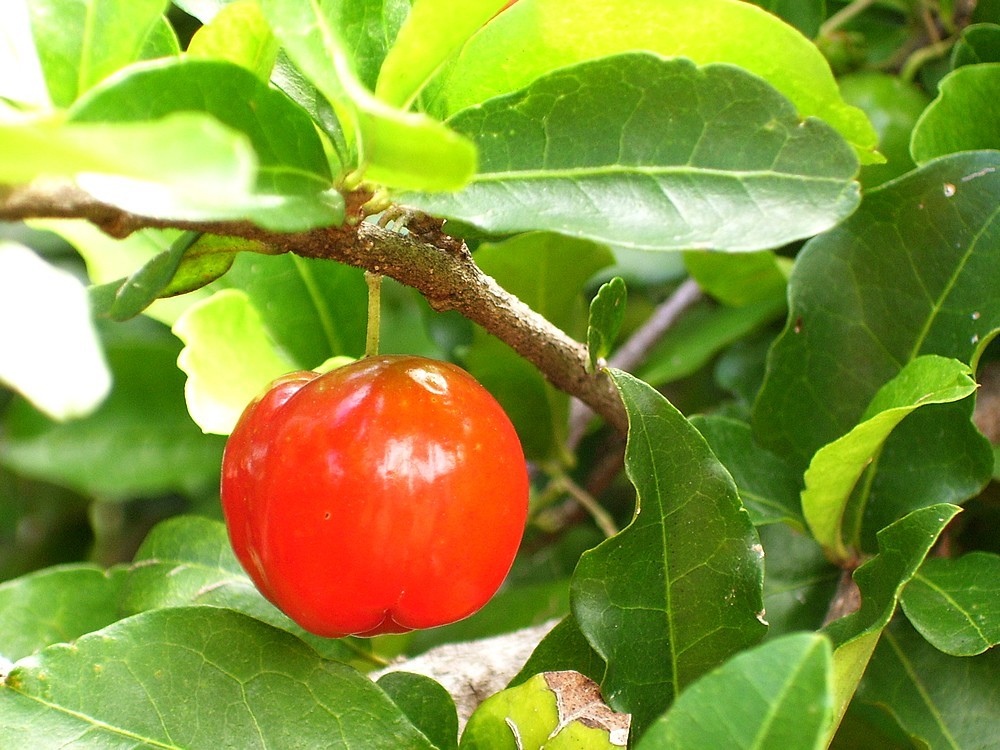 Was Sind Die Vorteile Von Acerola Kirsche? Wo Wächst Es? Wo Ist Die Finden?