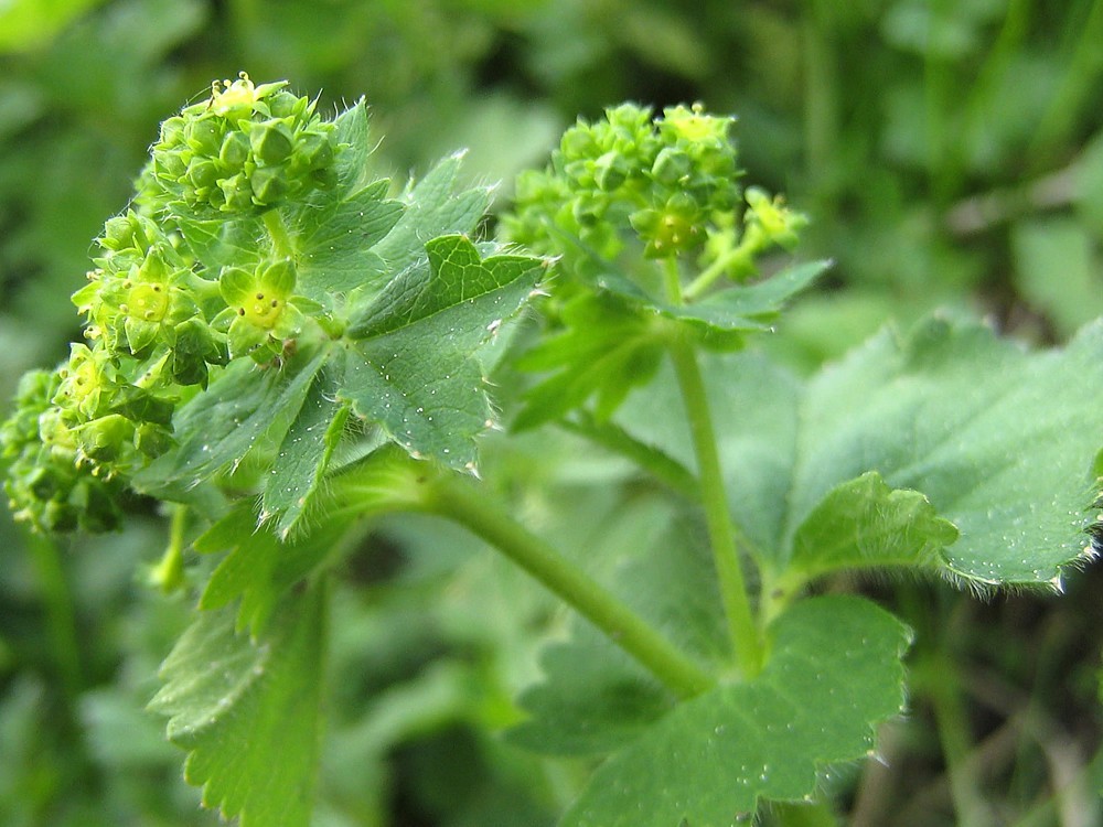 Was Sind Die Vorteile Der Alchemilla Vulgaris? Wie Macht Man Alchemilla Vulgaris Tee? Nachteile und Benutzer