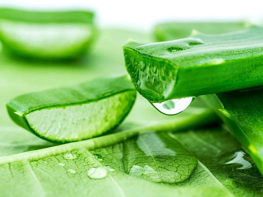 Macht Aloe Vera Saft schwach? Was sind die Vorteile und Nachteile? Wie Trinken?