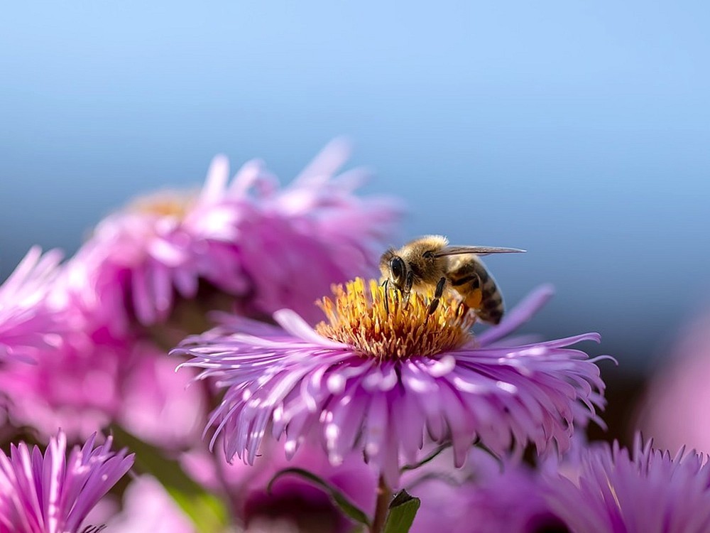 Was Ist Biodiversität? Warum Ist Es Wichtig?