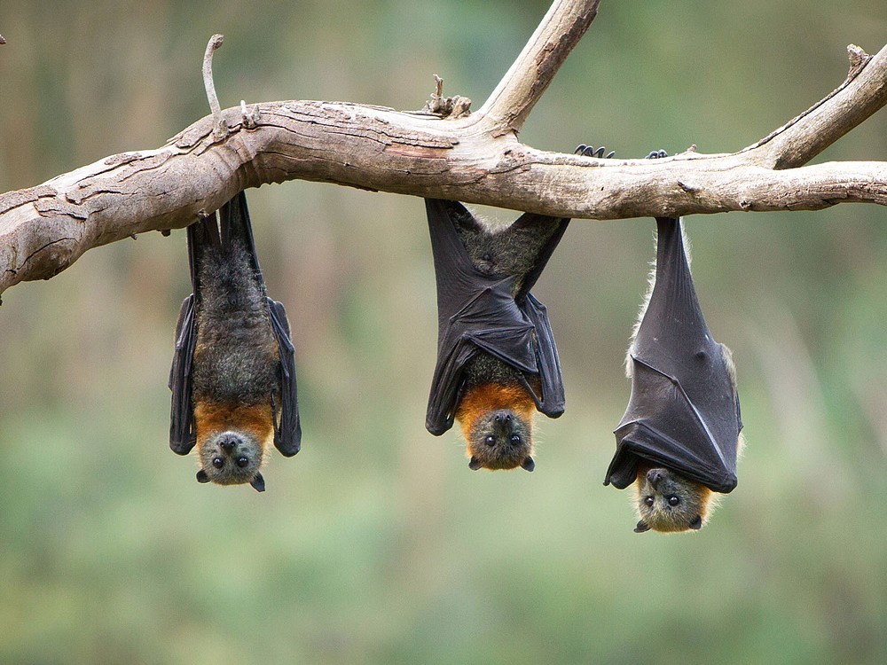 Was Ist Fledermaus Guano? Was Sind Die Vorteile? Wozu Dient?
