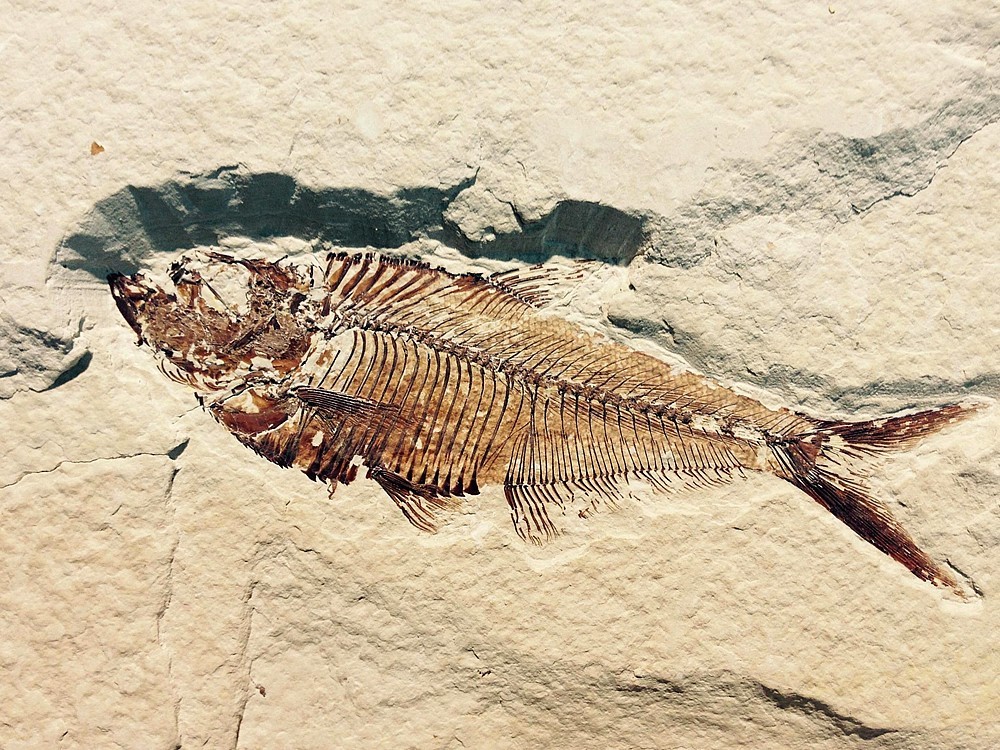 Was Ist Ein Fossil? Wie Entsteht Es? Was Sind Die Vorteile? Wie Wird Das Alter Berechnet?
