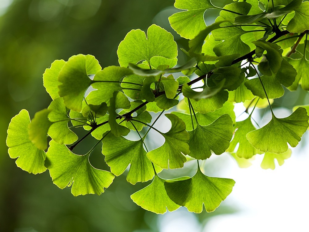 Was ist Ginkgo biloba Tee? Was Sind Die Nachteile? Wie Wird Verwendet?