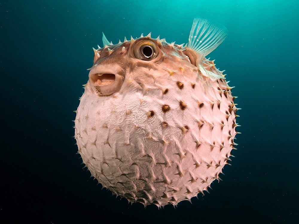Was Ist Kugelfisch? Ist es giftig? Wozu Ist Das Gut?