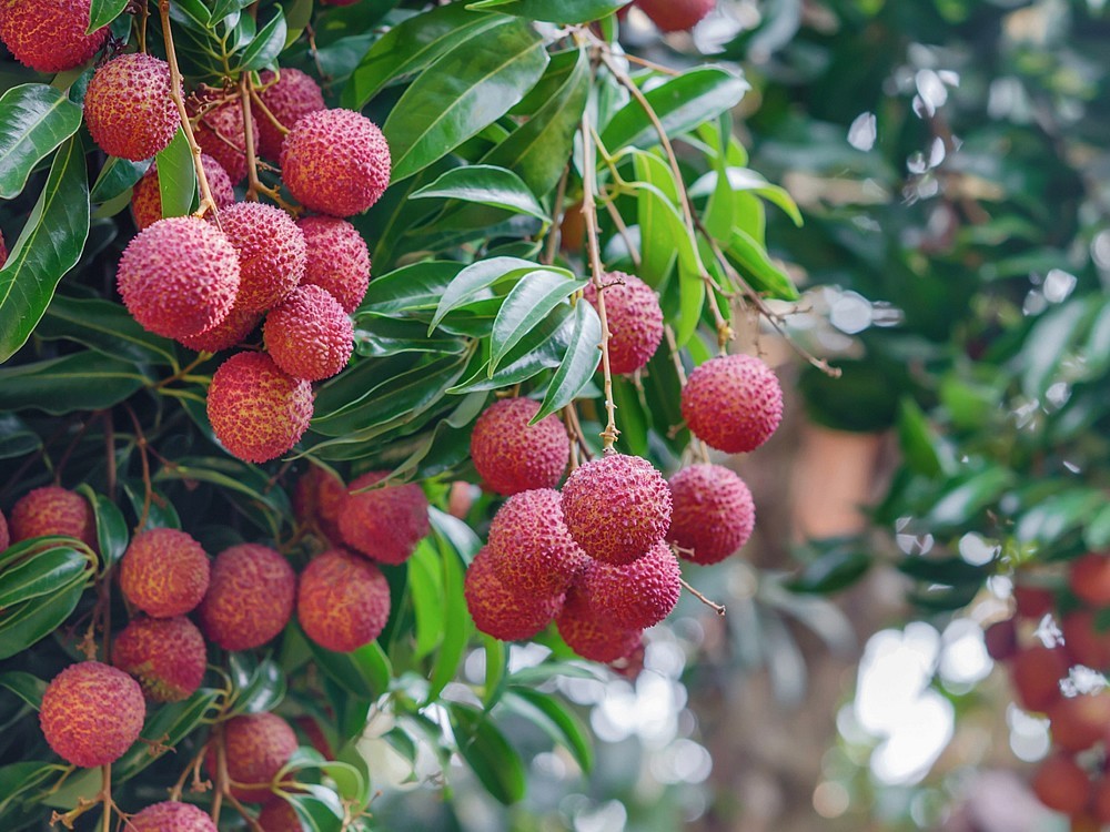Was Sind Die Vorteile Der Litschibaum Frucht? Was Sind Die Nachteil? Wo Wächst Es? Wo Wird Es Verkauft?