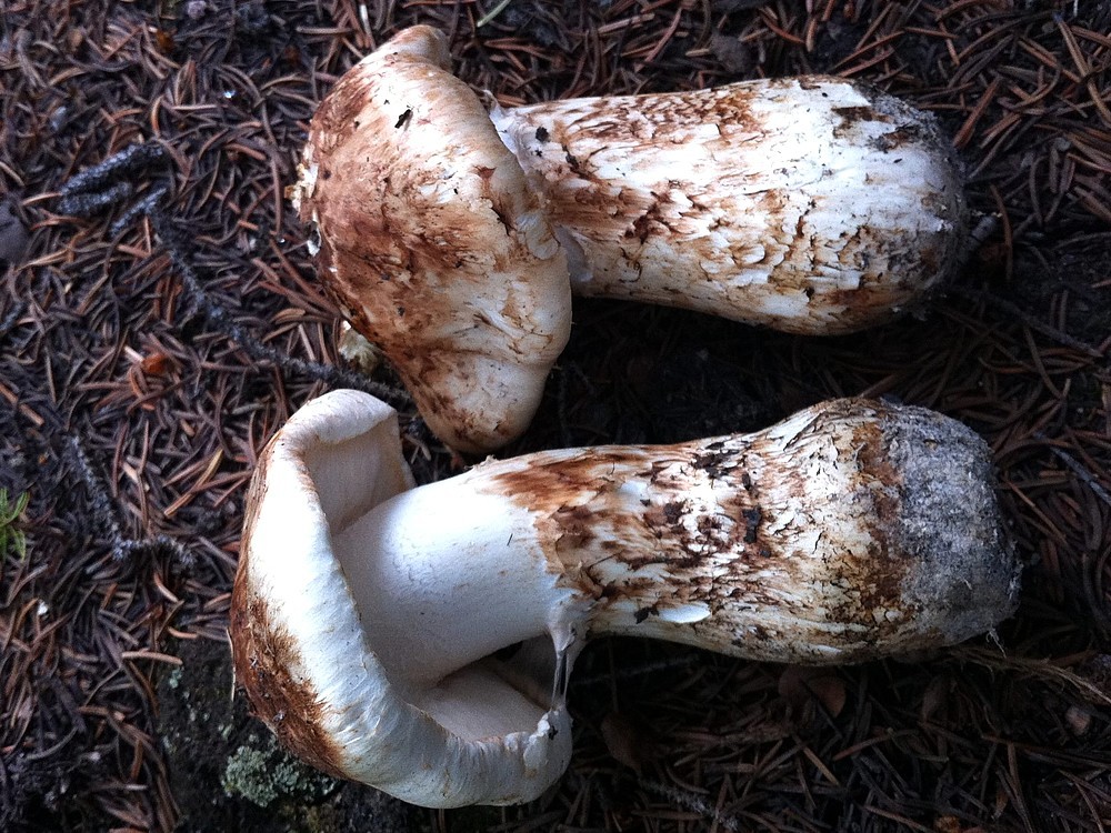Wo Wächst Der Matsutake Pilz? Wozu Ist Das Gut?