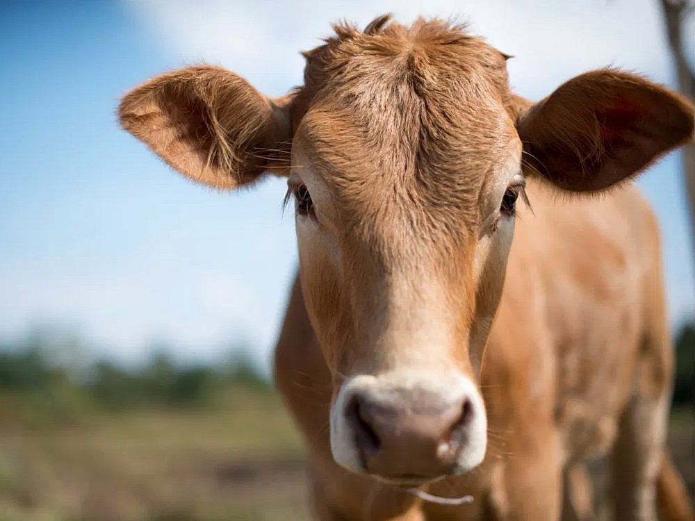 Was Ist Milzbrand? Wie Wird Milzbrand Übertragen? Was Sind Die Symptome Von Milzbrand Fleisch?