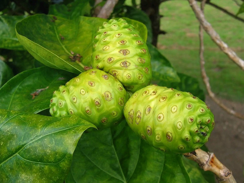 Was Sind Die Vorteile Der Noni-Frucht? Wo Wächst Es? Vorteile und Preis von Noni Fruchtsaft