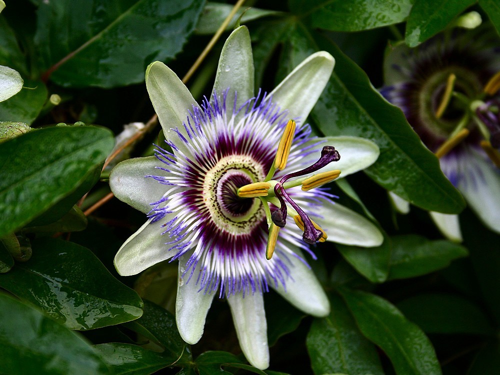 Was Sind Die Auswirkungen Von Passionsblume tee? Wozu Ist Das Gut? Rezept und Verwendung