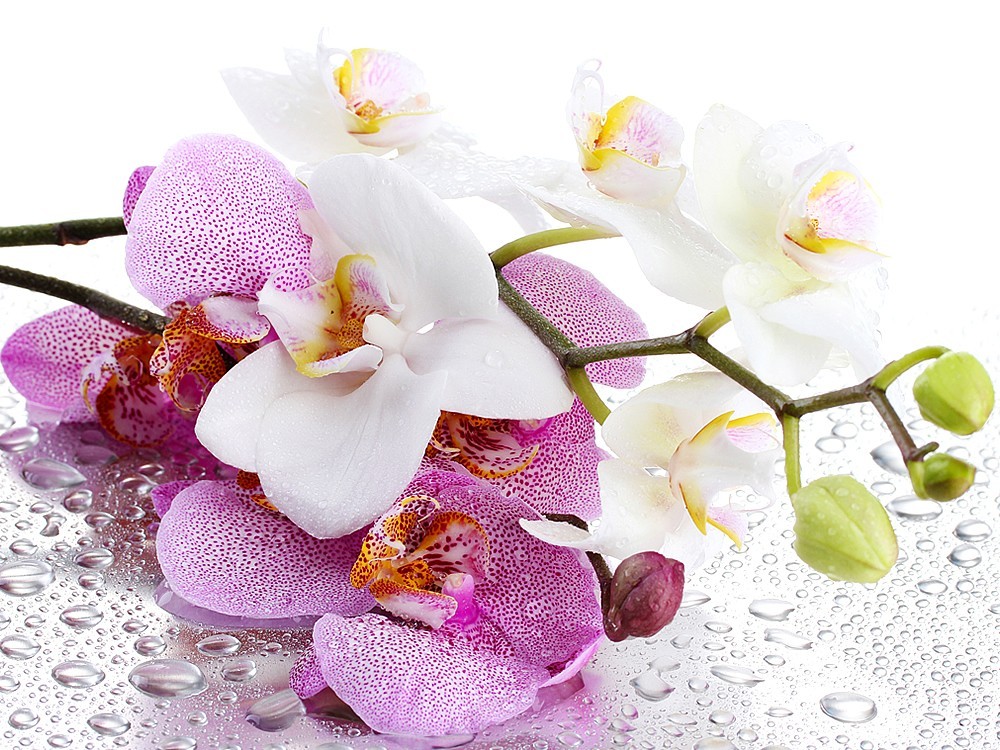 Wie Pflegt Man Orchideen? Wie Bewässert Man? Wie Wachsen Orchideen?