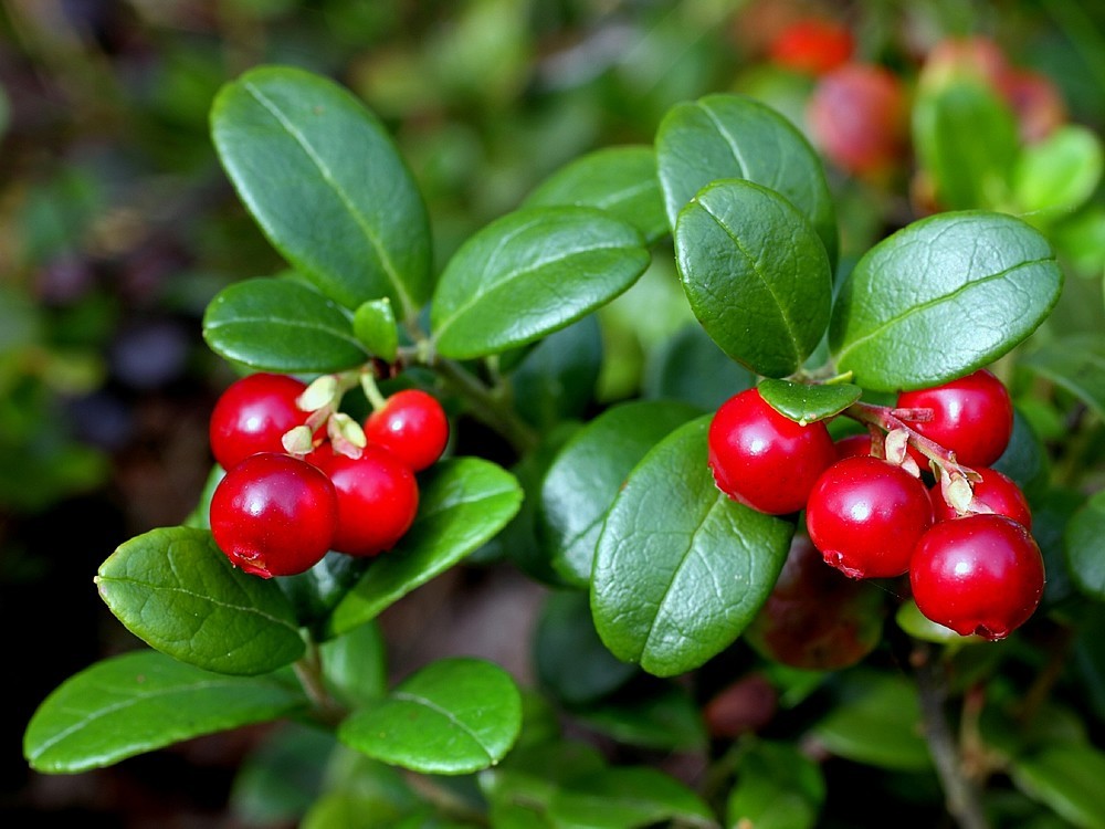 Was Ist Ein Preiselbeere? Hilft die Preiselbeere beim Abnehmen? Vorteile und Nachteile