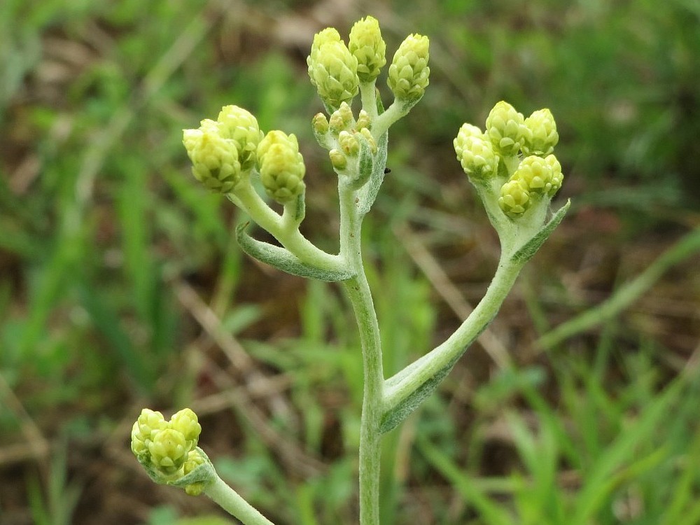 Wozu Dient Das Sand Strohblume? Was Sind Die Vorteile? Wie Benutzt Man Es?