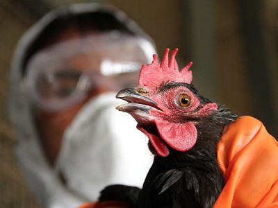 Was Ist Aviäre Influenza (Geflügelpest)? Wege und Symptome der Übertragungswege