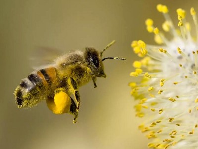 Was Sind Die Vorteile Von Bienenstich? Was Ist Gut Für Bienenstich?