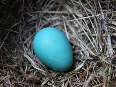 Was Sind Blaue Eier? Was Sind Die Vorteile? Eigenschaften und Preis