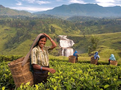 Was Ist Ceylon Tee? Was Sind Die Vorteile? Wo Wird Es Verkauft?