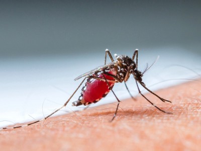 Was Ist Denguefieber? Wie wird übertragen? Was Sind Die Symptome? Wie Wird Es Behandelt?