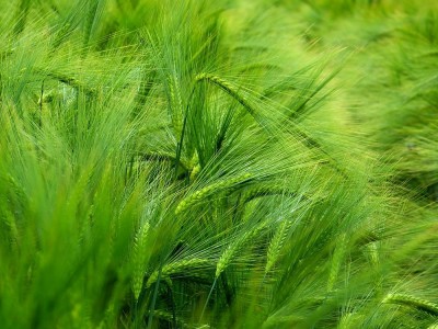 Was Sind Die Vorteile Von Gerstengrassaft? Wie Bereitet Man Sich Vor?