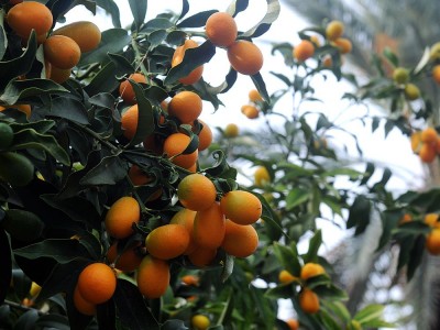 Was Ist Eine Goldene Orangenfrucht? Was Sind Die Vorteile? Wie man es anbaut?