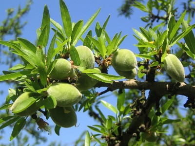 Grüne Almond Vorteile, Nachteile und Kalorien
