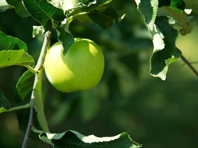 Kann man mit der grünen Apfel Diät in 2 Wochen 10 Gewicht verlieren? Diejenigen, die mit der grünen Apfel-Diät abnehmen