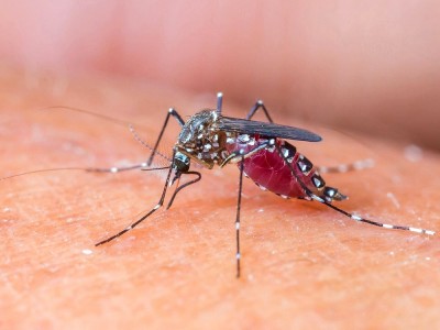 Was Ist Malaria? Was Sind Die Symptome? Wie Lange Dauert Die Behandlung?