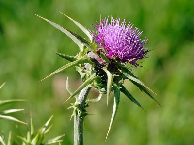 Was Ist Ein Mariendistel? Wie Benutzt Man Es? Was sind die vor-und Nachteile?