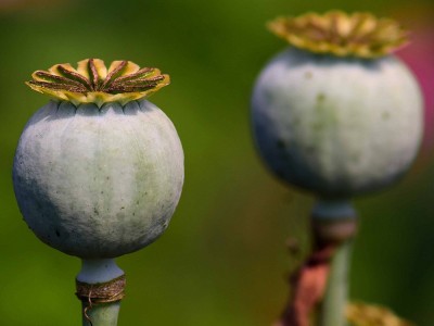 Was Ist Eine Mohn Pflanze? Was Sind Die Vorteile? Eigenschaften und Nachteil