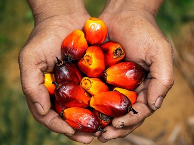 Was Ist Palmöl? Krebserregend? Vorteile und Nachteile