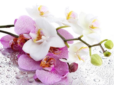 Wie Pflegt Man Orchideen? Wie Bewässert Man? Wie Wachsen Orchideen?
