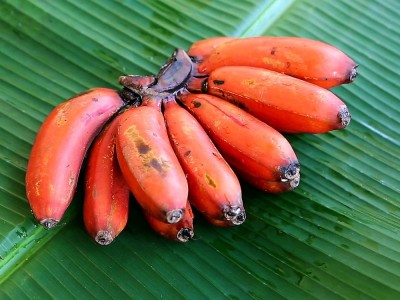 Hilft eine rote Banane beim Abnehmen? Wo Wird Es Verkauft? Wie Viel Preis Es? Verwendung, Vorteile, Nebenwirkungen