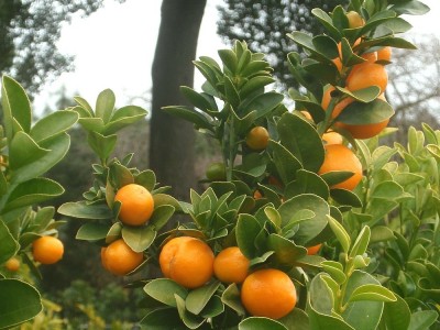 Was sind die Vorteile und Nachteile von Kumquat?