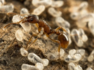 Was Ist Ameisenöl? Wozu Ist Das Gut? Benutzer und Bewertungen