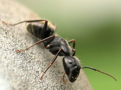 Was sind die Wege und Methoden, um Ameisen loszuwerden?