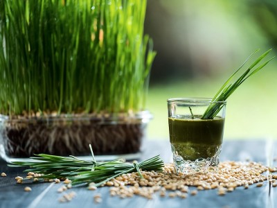 Was Sind Die Vorteile Von Weizengrassaft? Ist es gut für Krebs? Abnehmen mit Weizengrassaft