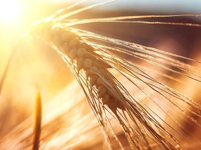 Was Ist Weizenkeim? Was sind die Vorteile und Nachteile?