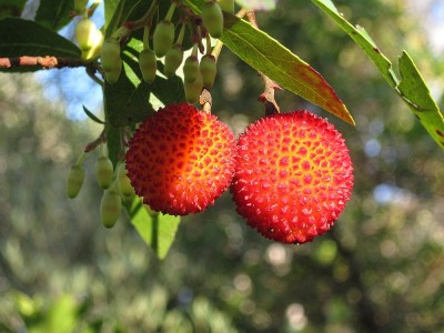 Was Ist Westlicher Erdbeerbaum? Was sind die Vorteile und Nachteile der Frucht?